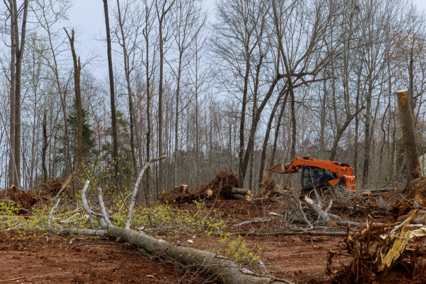 Professional Tree Removal Services in Crystal City, MO